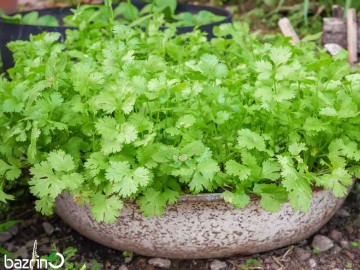 بذر گشنیز(100 گرمی)