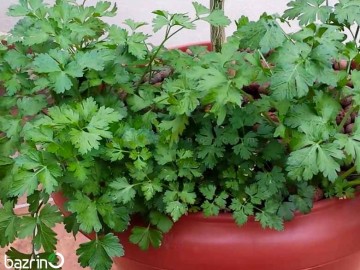 بذر جعفری( 100 گرمی )