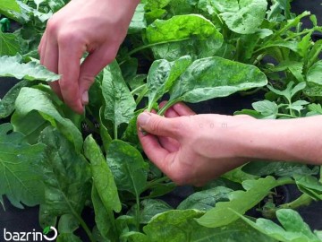 بذر اسفناج F1 (100 گرمی)