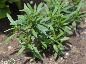 بذر مرزه(100 گرمی)