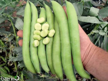 بذر باقلا هفت بند(100 گرمی)