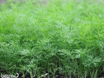 بذر شوید(100 گرمی)