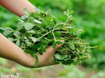 بذر خرفه/پرپین(100 گرمی)