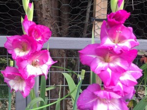 پیاز گلایل صورتی تکی