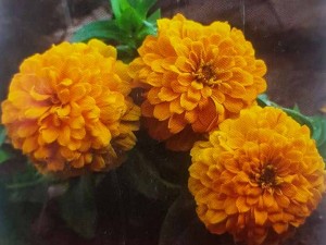 بذر آهار زرد