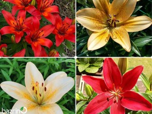 پیاز لیلیوم هلندی ۴عددی میکس LA/OR