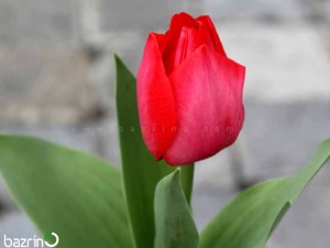 پیاز گل لاله قرمز هلندی