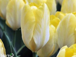 پیاز گل لاله زرد هلندی