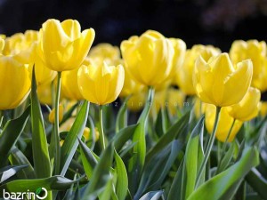 پیاز گل لاله زرد هلندی