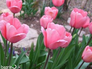 پیاز گل لاله صورتی هلندی تکی