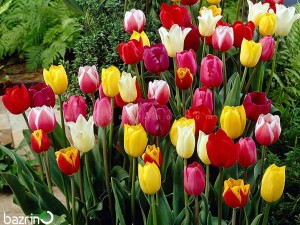 پیاز لاله ایرانی الوان (‌۵ عددی)