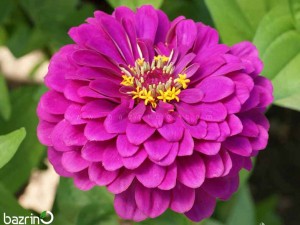 بذر گل آهار سرخابی