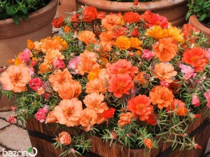 بذر گل ناز آفتابی نارنجی