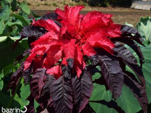 بذر گل آمارانتوس قرمز