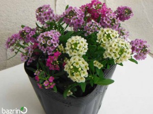 بذر گل آلیسوم الوان (گل عسل)