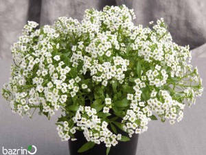 بذر گل آلیسوم سفید (گل عسل)