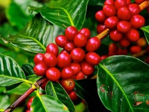 بذر قهوه عربیکا