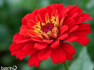 بذر گل آهار قرمز چیتی