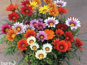 بذر گل گازانیا الوان