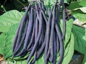 بذر لوبیا سیاه