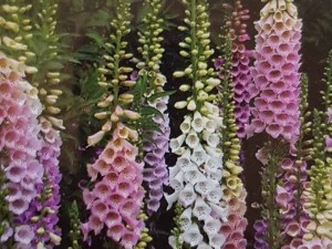 بذر گل انگشتانه الوان