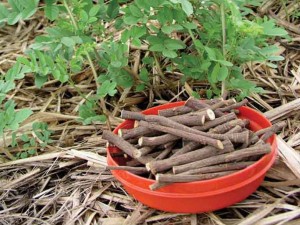 بذر شیرین بیان