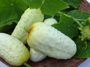 بذر خیار چنبر سلطانی