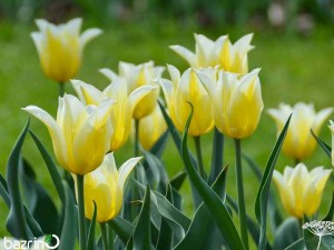 پیاز لاله زرد لب سفید (هلندی)