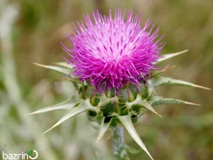 بذر خار مریم