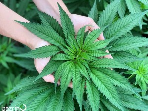 بذر شاهدانه