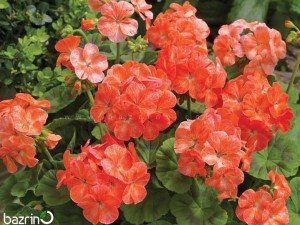 بذر گل شمعدانی نارنجی سفید F1