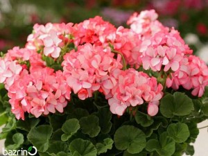 بذر گل شمعدانی سفید قرمز F1