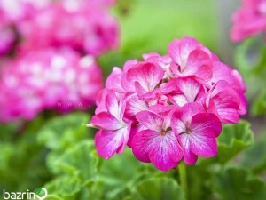 بذر گل شمعدانی بنفش سفید F1