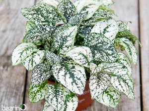 بذر گل سنگ سفید F1