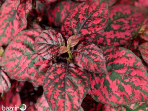 بذر گل سنگ قرمز F1