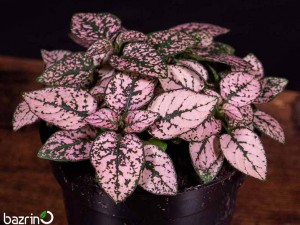 بذر گل سنگ صورتی F1