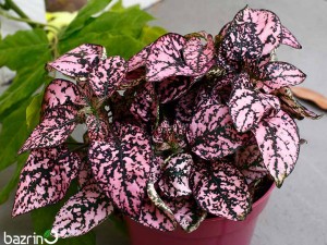 بذر گل سنگ رُز F1