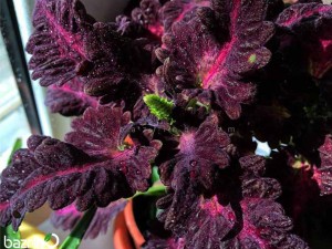 بذر گل حسن یوسف بلک دراگون F1