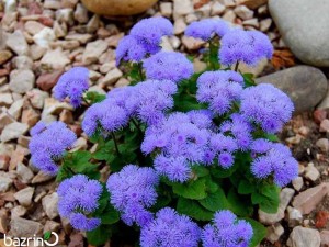 بذر گل ابر آبی