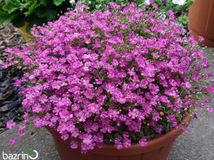 بذر گل عروس صورتی