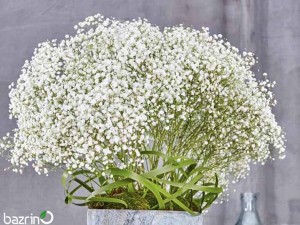 بذر گل عروس(ژیپسوفیلا) سفید