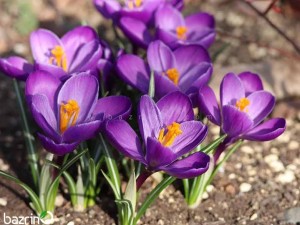 پیاز زعفران زینتی هلندی (۵ عددی)