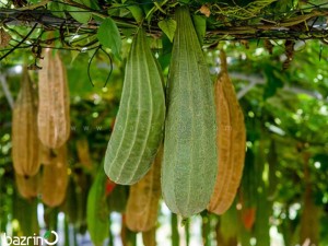 بذر لوفا چینی (لیف طبیعی)