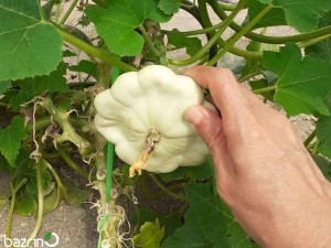 بذر کدو ستاره ای سفید