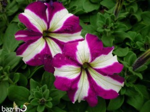 بذر گل اطلسی ارغوانه ستاره