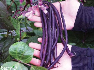 بذر لوبیا بنفش