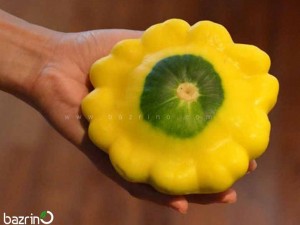 بذر کدو ستاره ای زرد