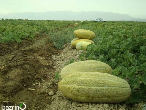 بذر خربزه خاتونی