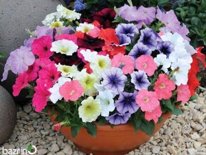 بذر گل اطلسی معطر  الوان