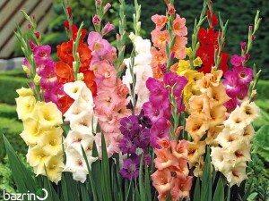 پیاز گل گلایول هلندی میکس